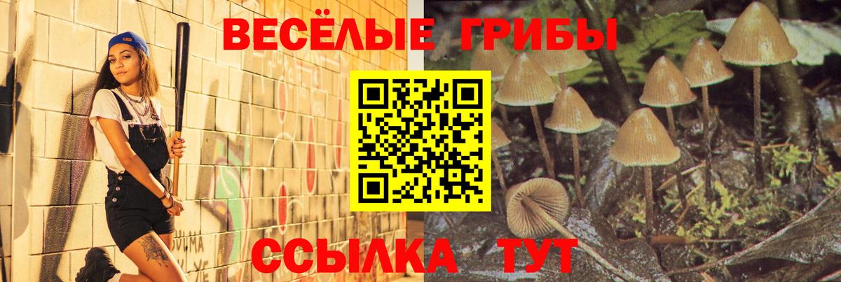 Псилоцибиновые грибы Psilocybine cubensis Нальчик